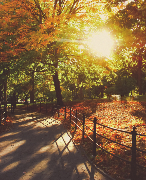 New York Autumn - Central Park - Sunset